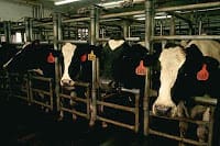 dairy-1