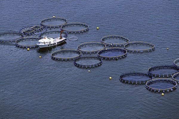 fish-farm-main