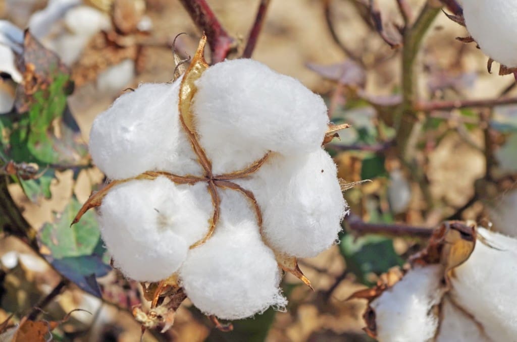Cotton-Poinsett-Co-KS