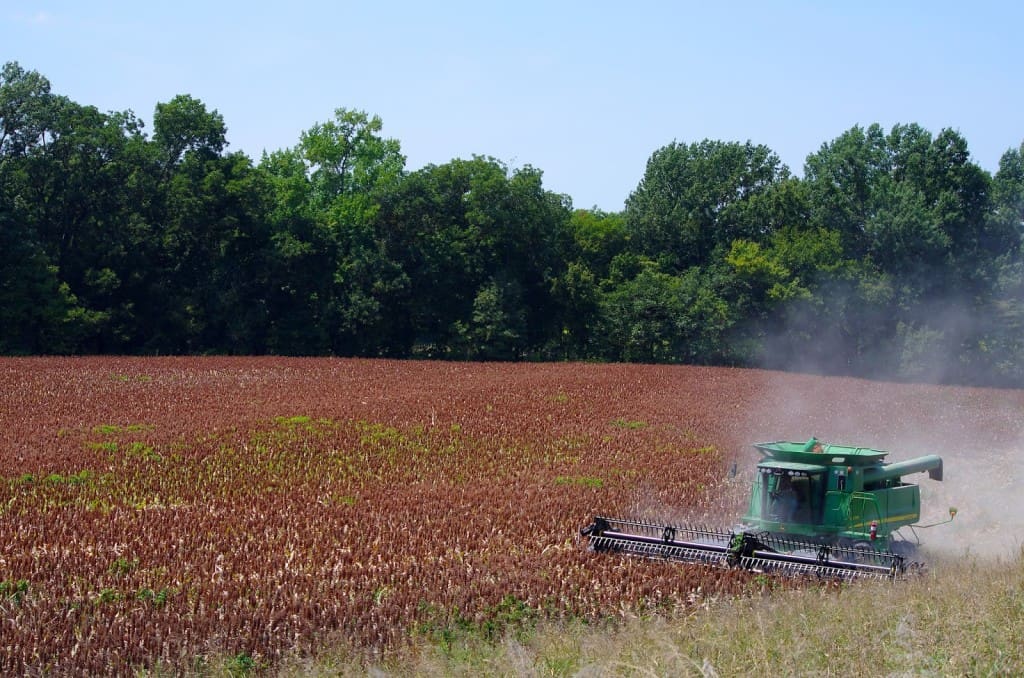 Grain-sorghum-harvest-Lee-Co-KS
