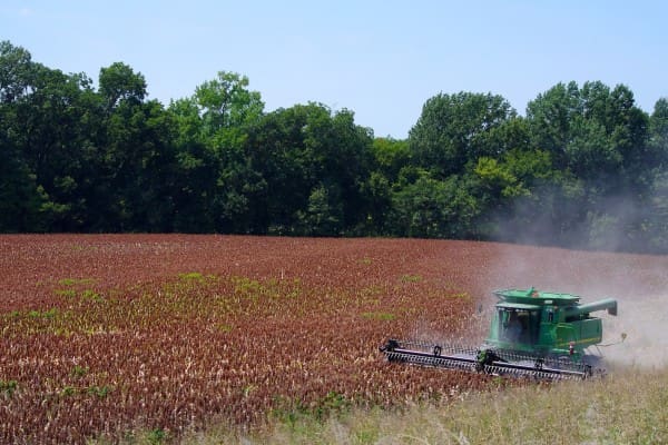 Grain-sorghum-harvest-Lee-Co-KS