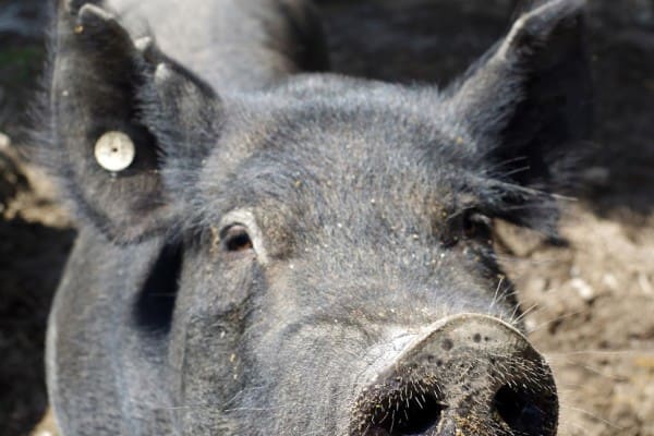 Hog-Garland-Co-KS-01