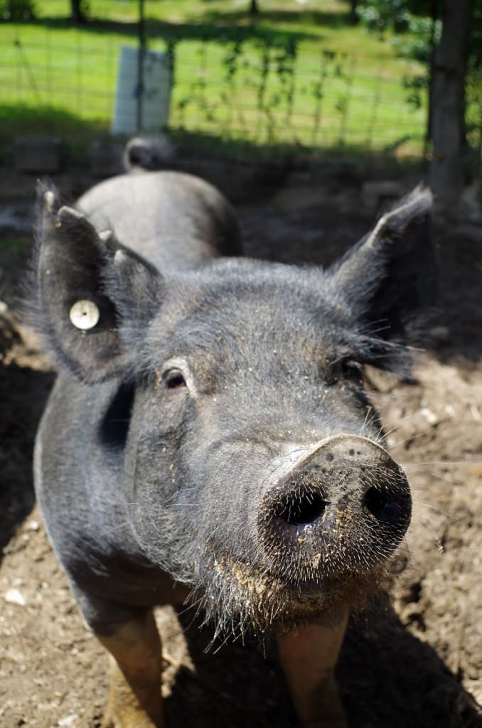 Hog-Garland-Co-KS-01