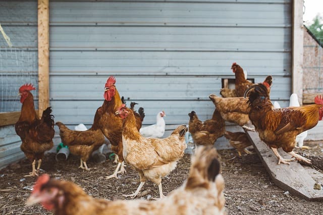 chicken-918418_640