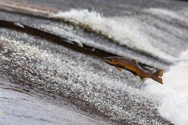 salmon-1107404_640