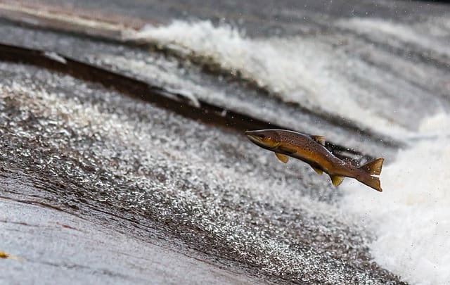 salmon-1107404_640