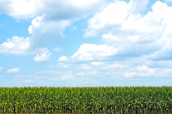 Corn field, McGehee