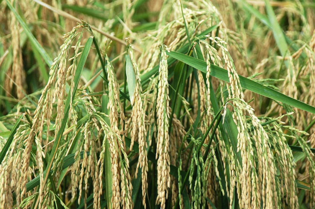 Rice KS 01