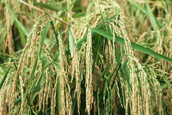 Rice KS 01