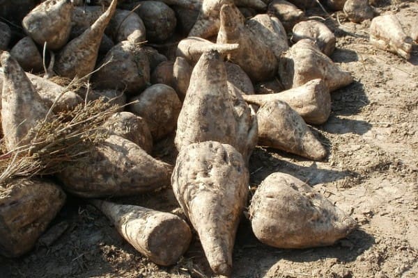sugar-beet-837809_640
