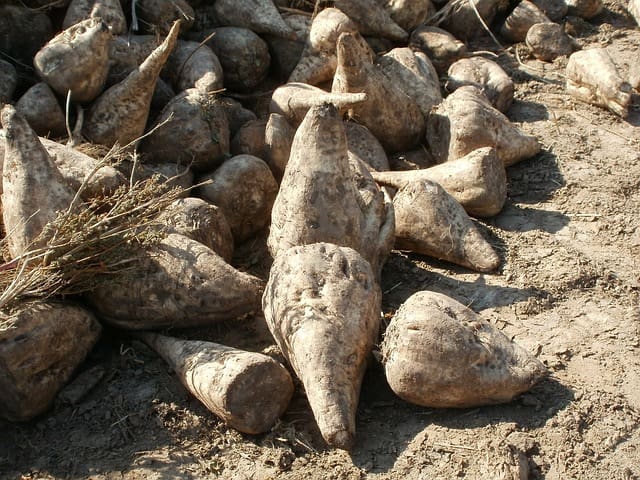 sugar-beet-837809_640