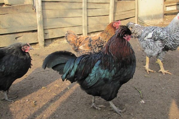chicken-coop-213426_640