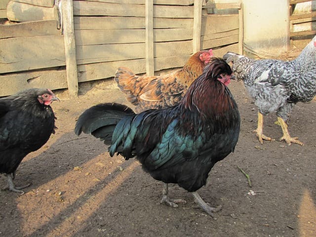 chicken-coop-213426_640