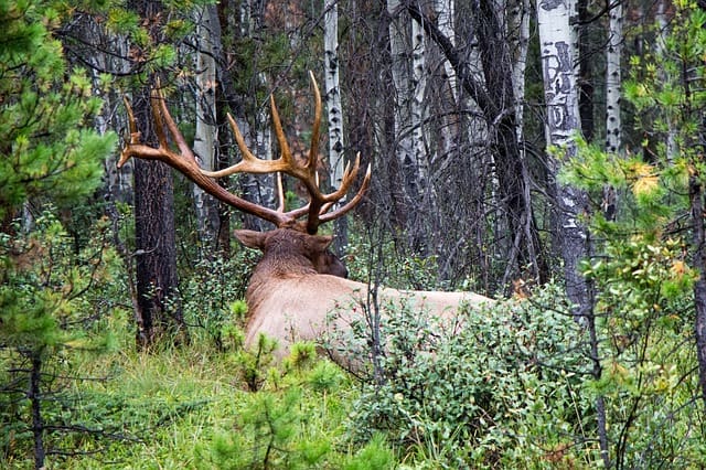 elk-1643237_640