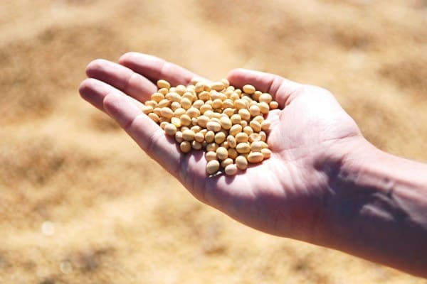 soybean-1831704_1280