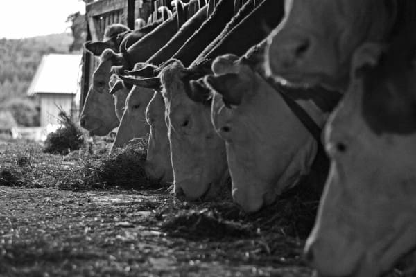 cows