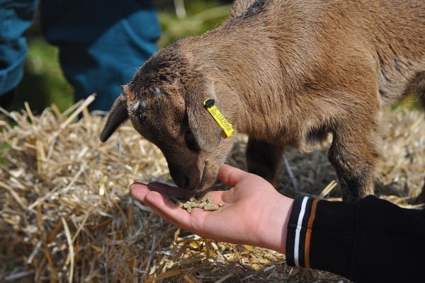 goat-lamb-459463_960_720