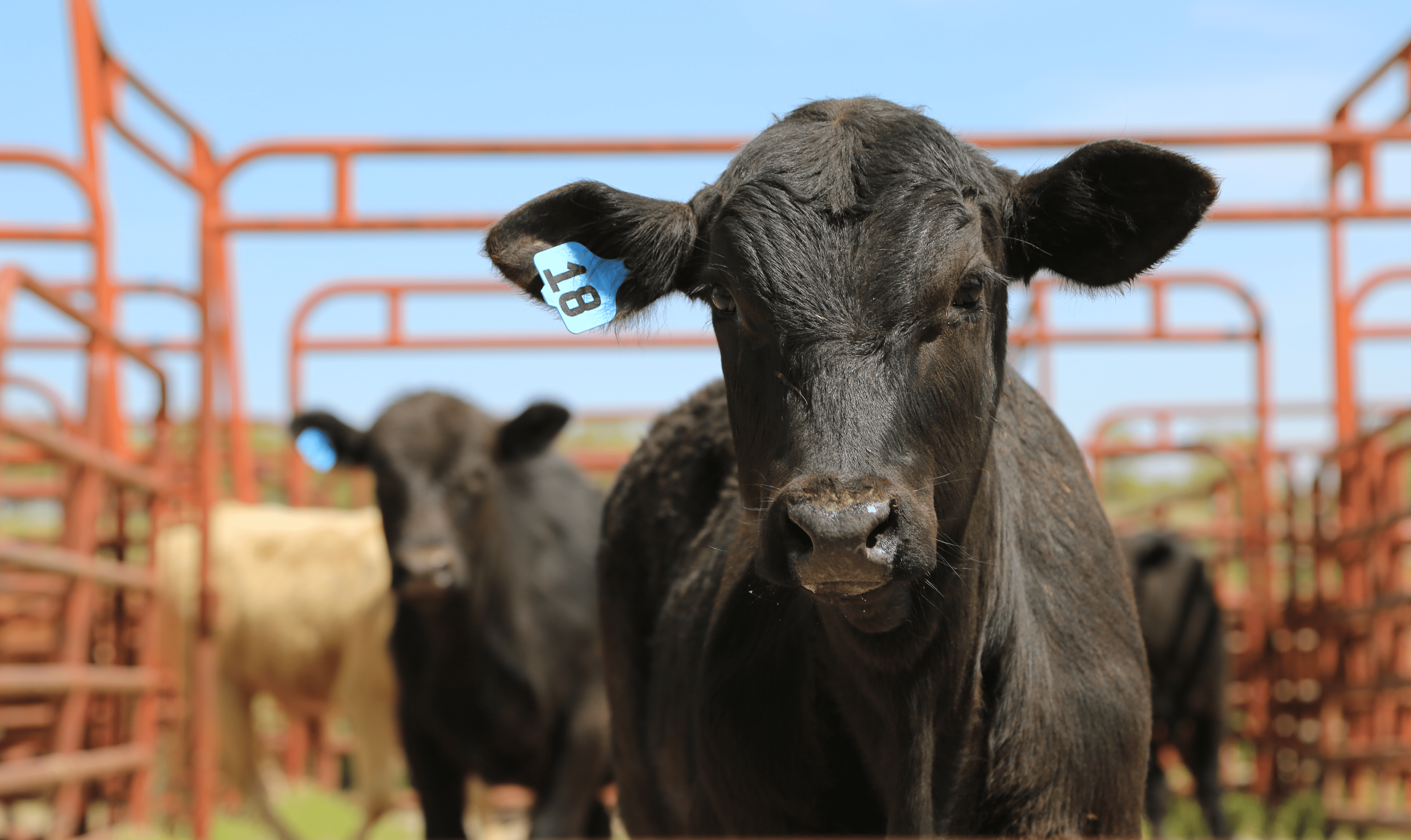 cow