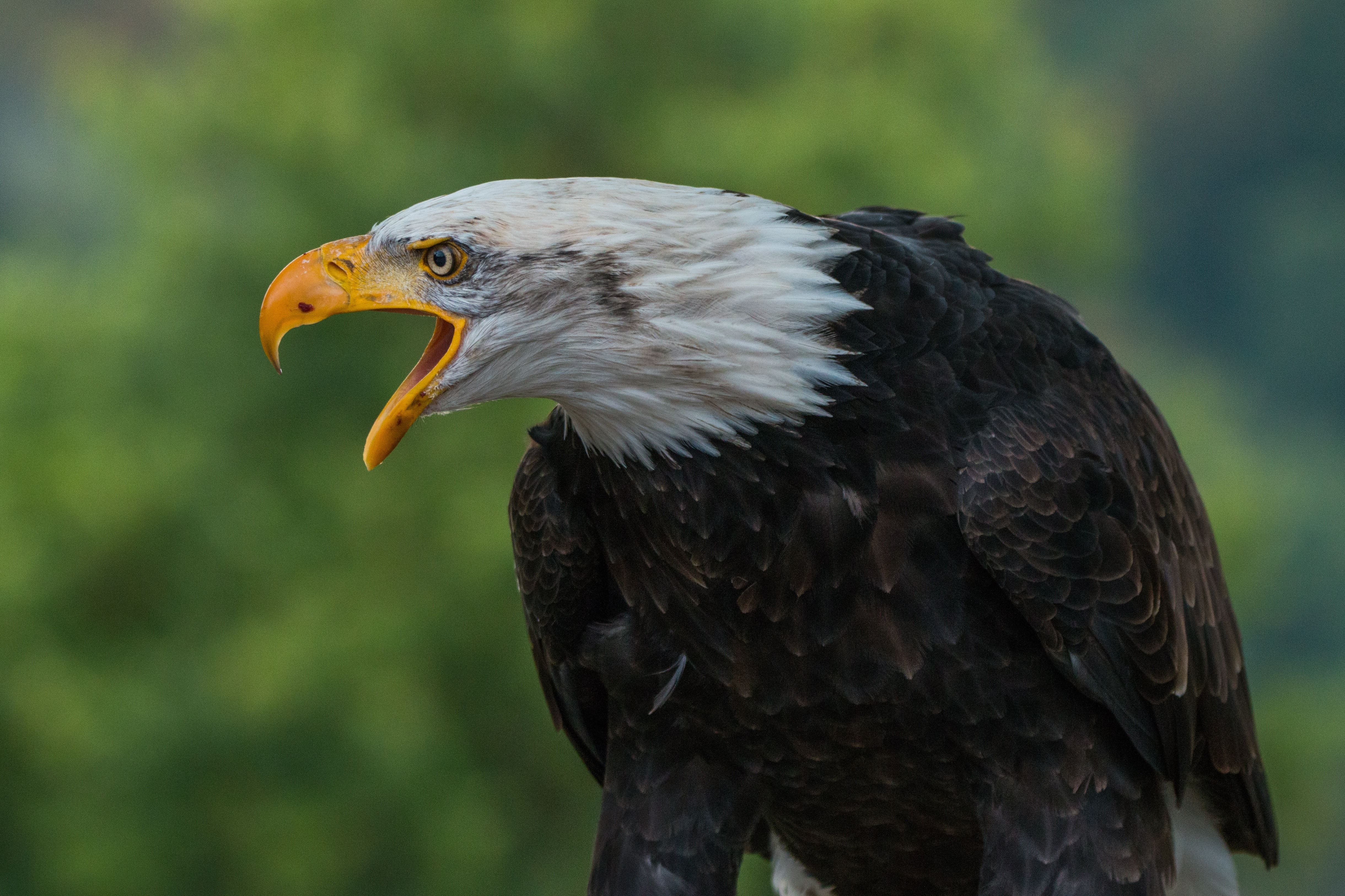 animal-bald-eagle-close-208939