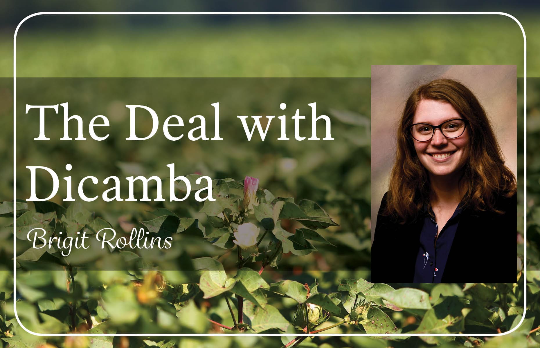 dicamba-series