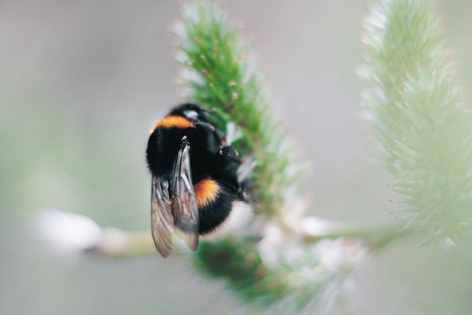bumblebee probably not rusty patched but who knows