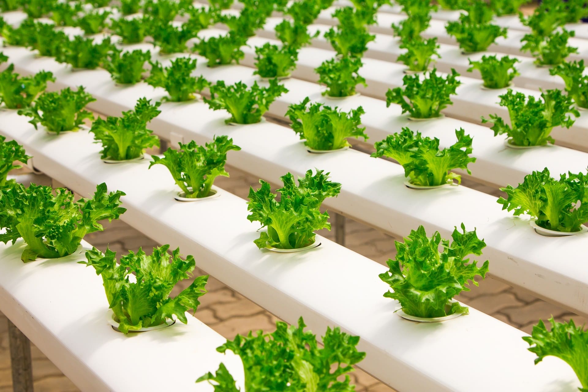 The Fight for Organic: Hydroponic Certification Under Fire