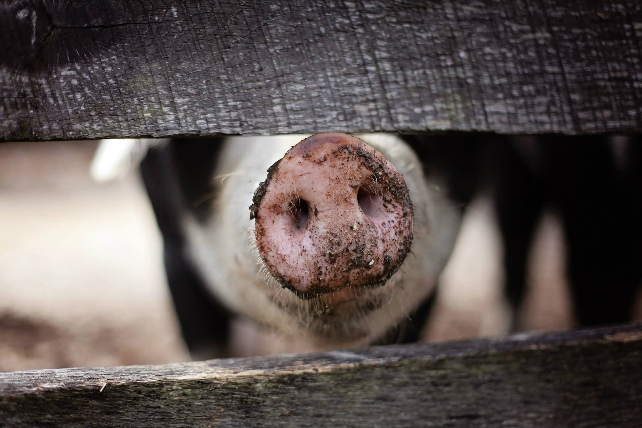 4th Circuit Rules on North Carolina Right to Farm Litigation