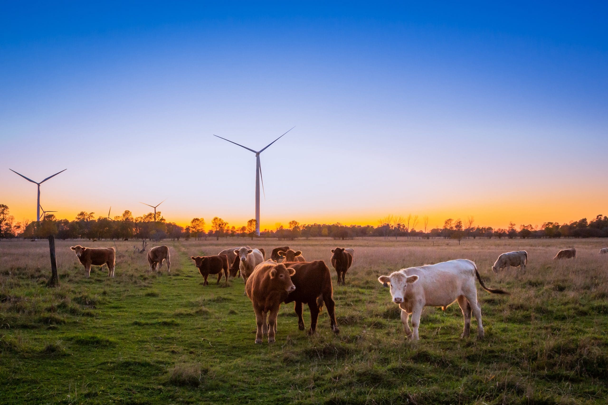 Legal Checkup on Checkoffs: R-CALF in the Ninth Circuit