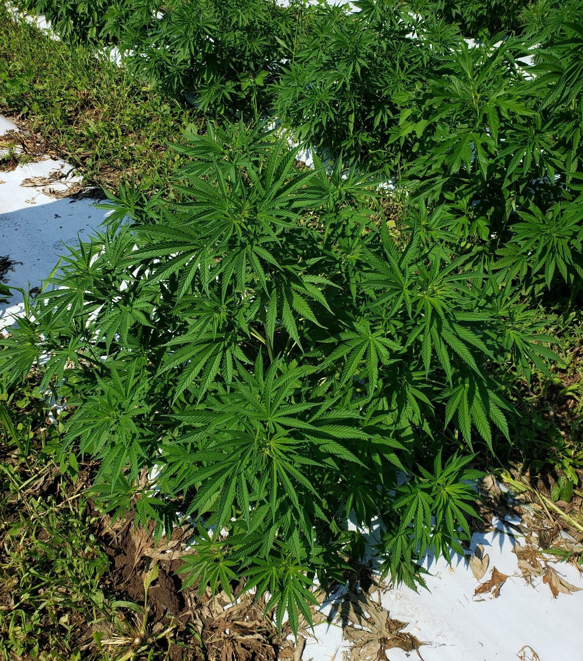 Industrial Hemp Production Contracts