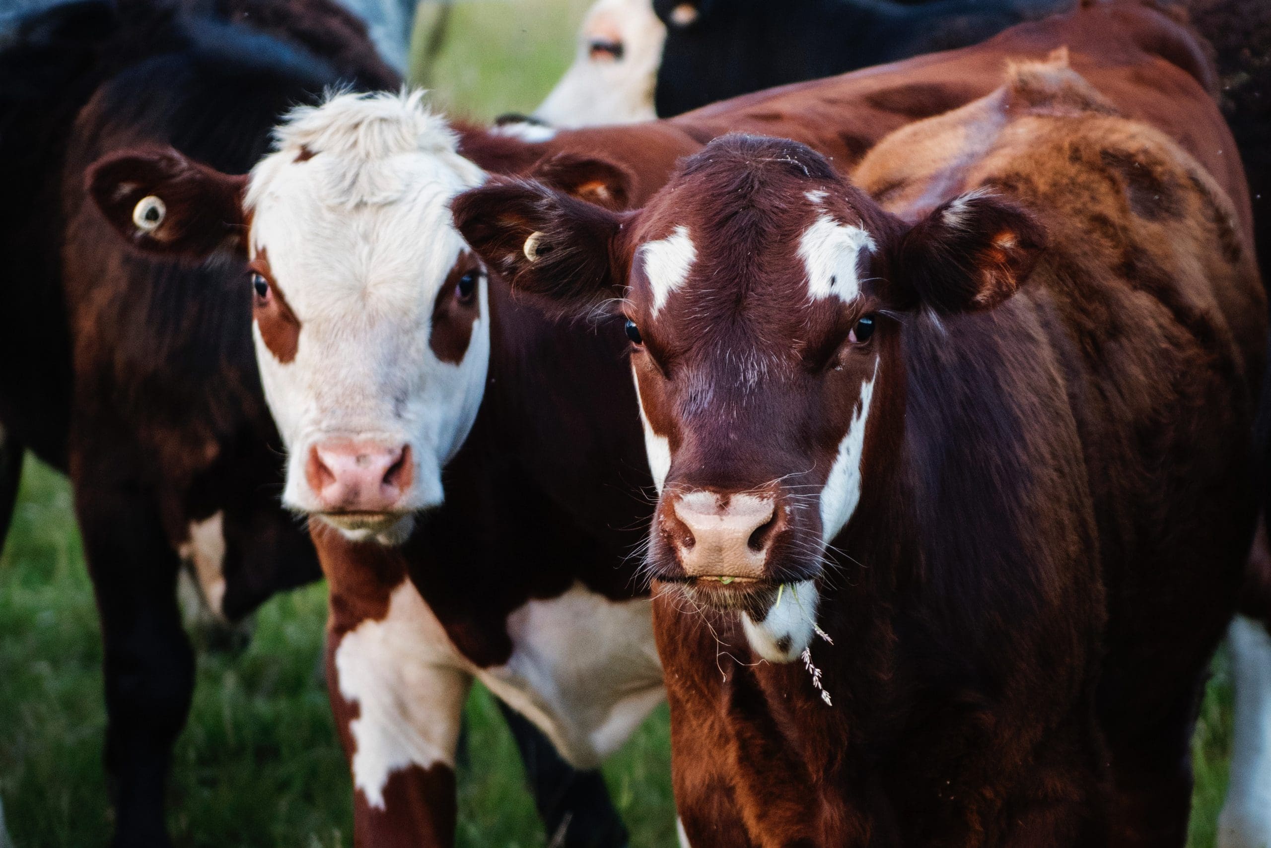 Livestock Dealer Trust: Payment Protection for Sellers