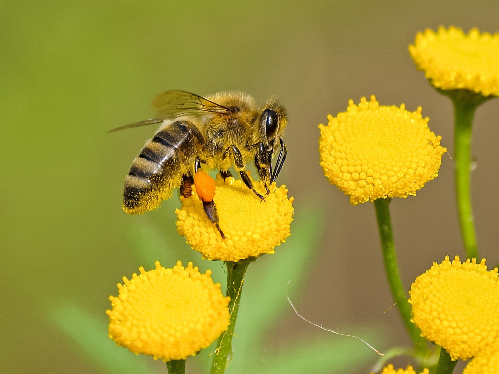 EPA Proposes Vulnerable Species Pilot Project