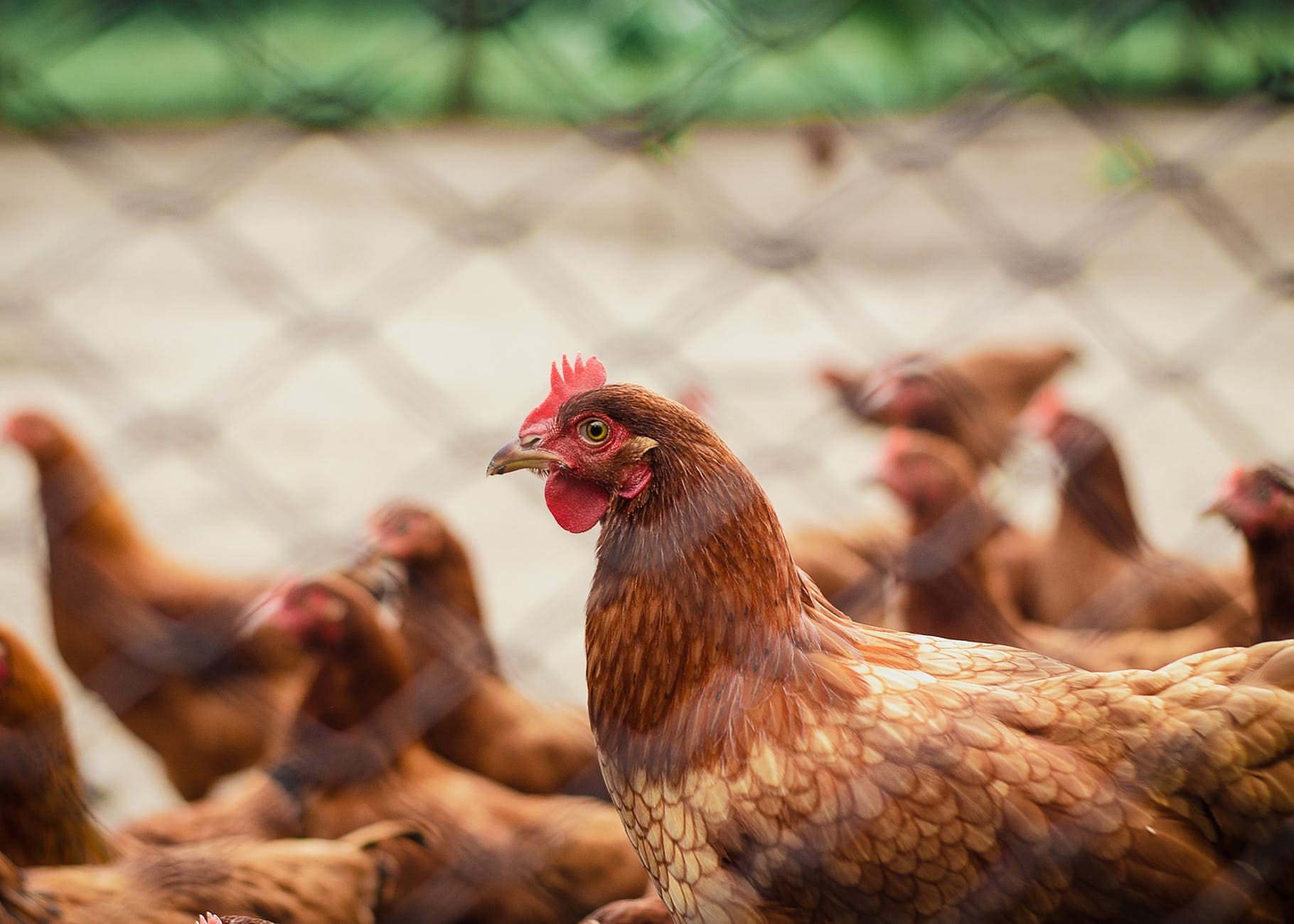 Clearing the Air: Maryland Court Finds State Must Regulate Gaseous Ammonia Under CWA