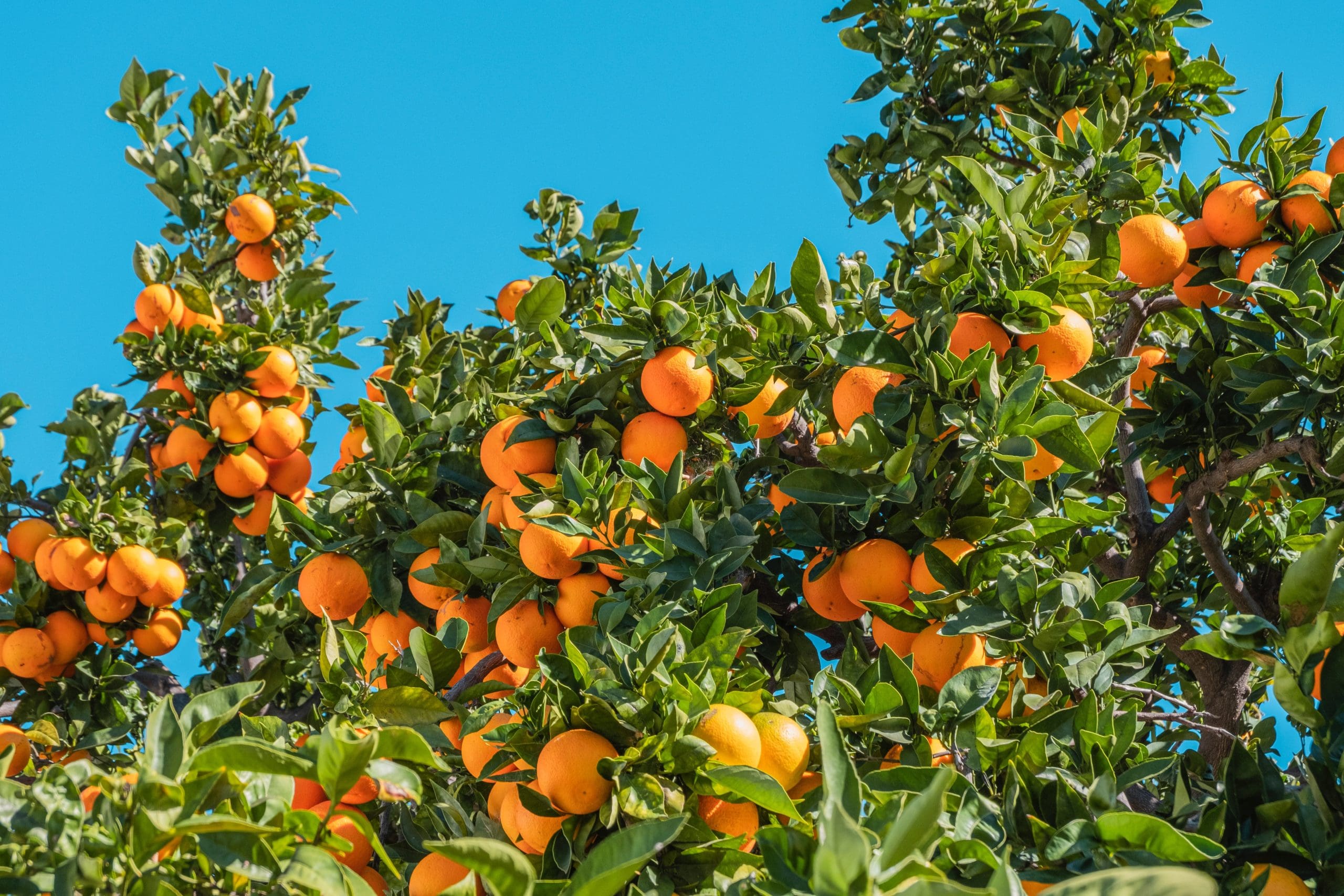 An Overview: Proposed Florida Right to Farm Laws