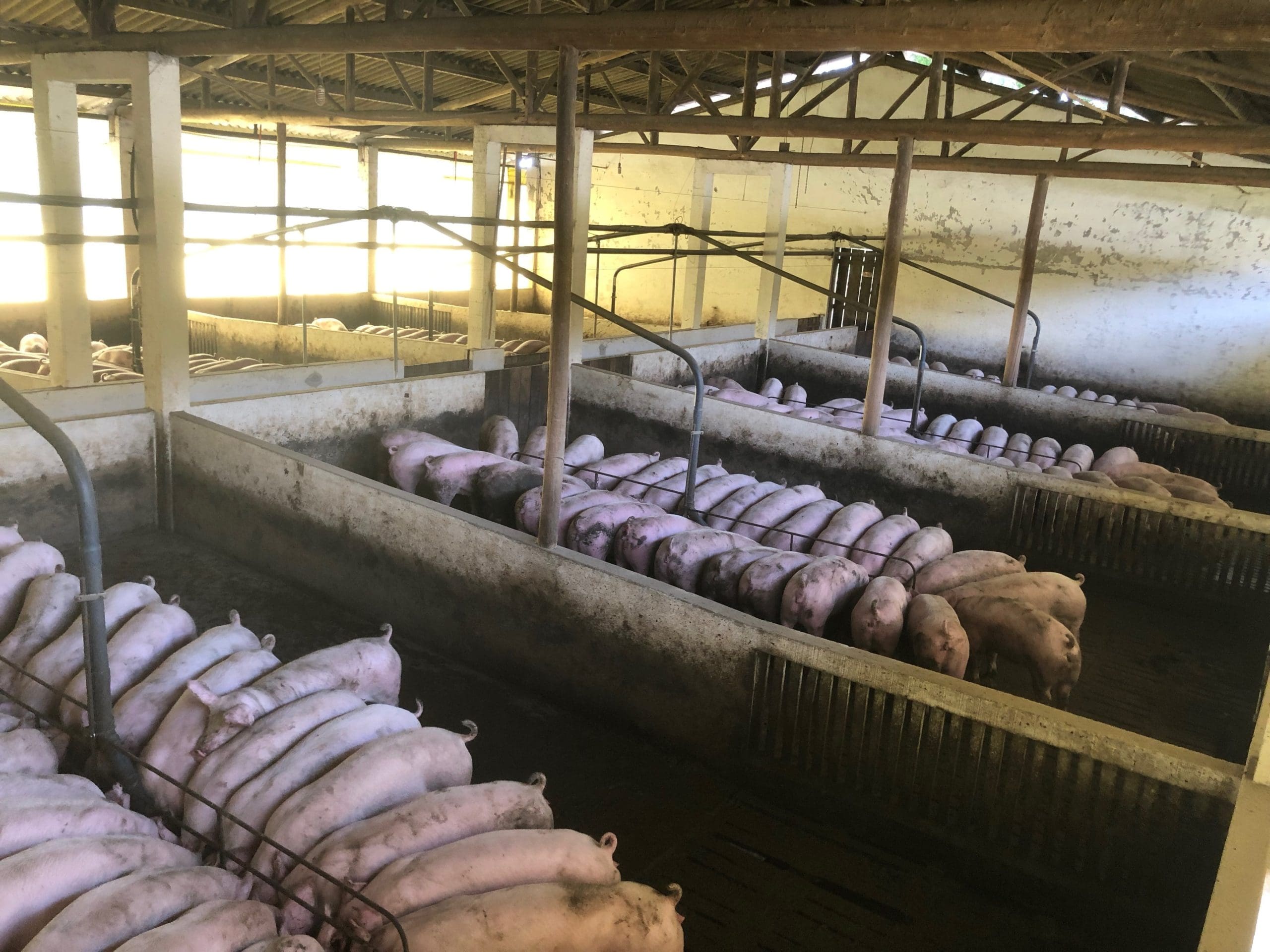USDA Payments: Relief for Negotiated Hogs