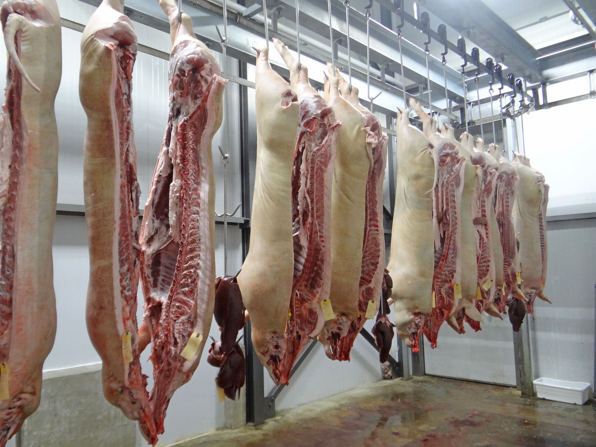 “Custom Exempt” Slaughter: The Exception, or the Rule?