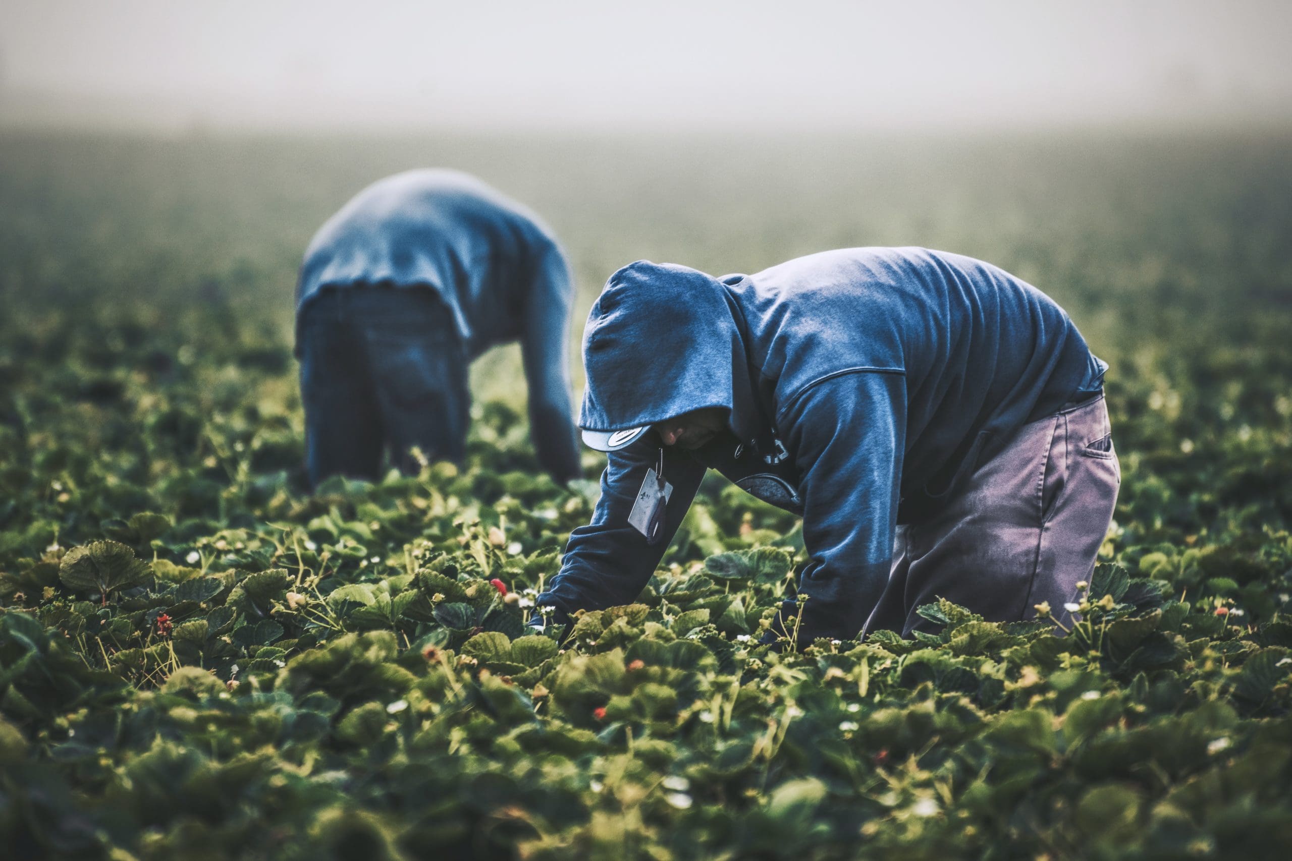 DOL Proposes Changes for H-2A Wage Rates