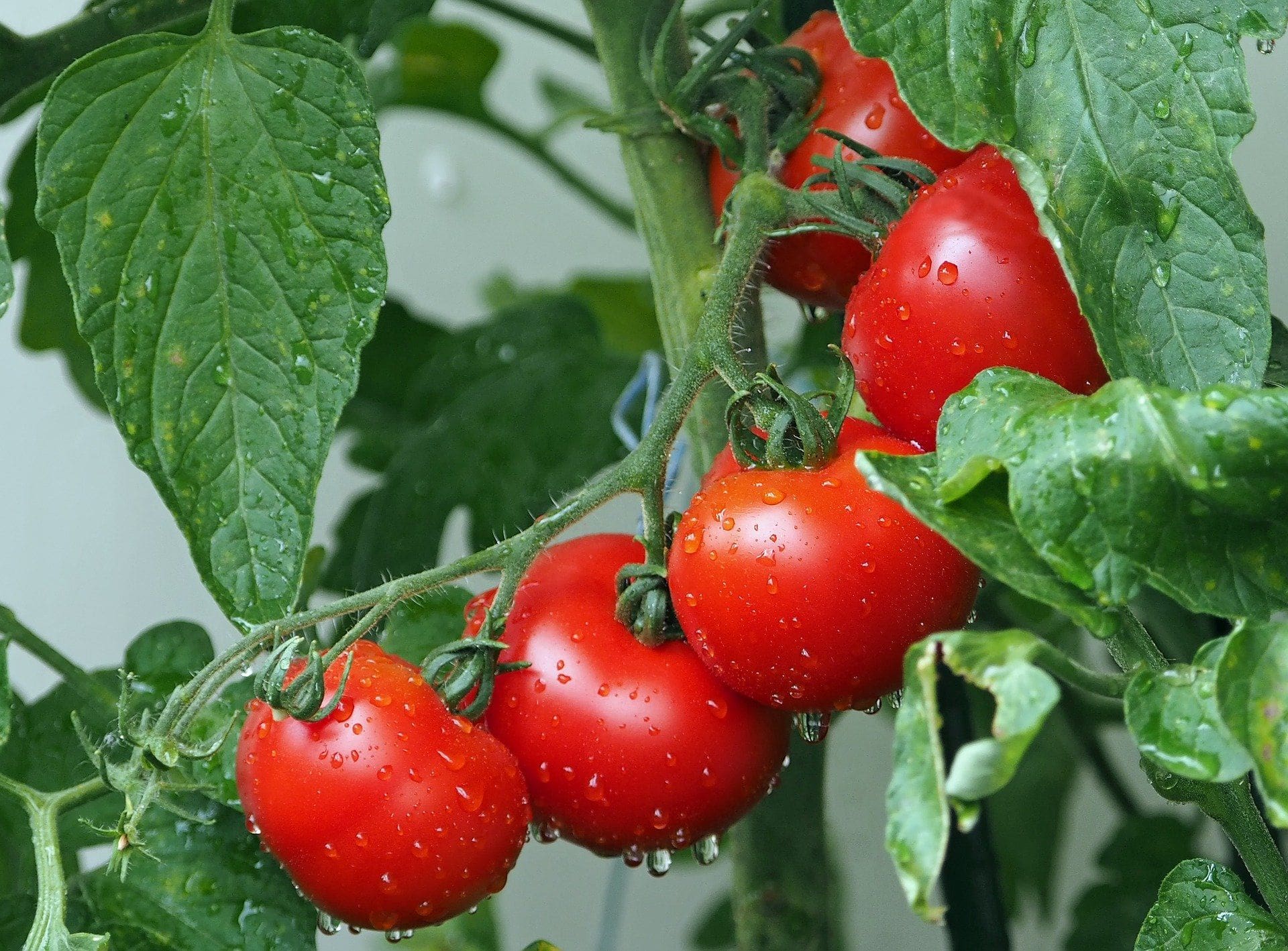 FDA Publishes Final Agricultural Water Rule