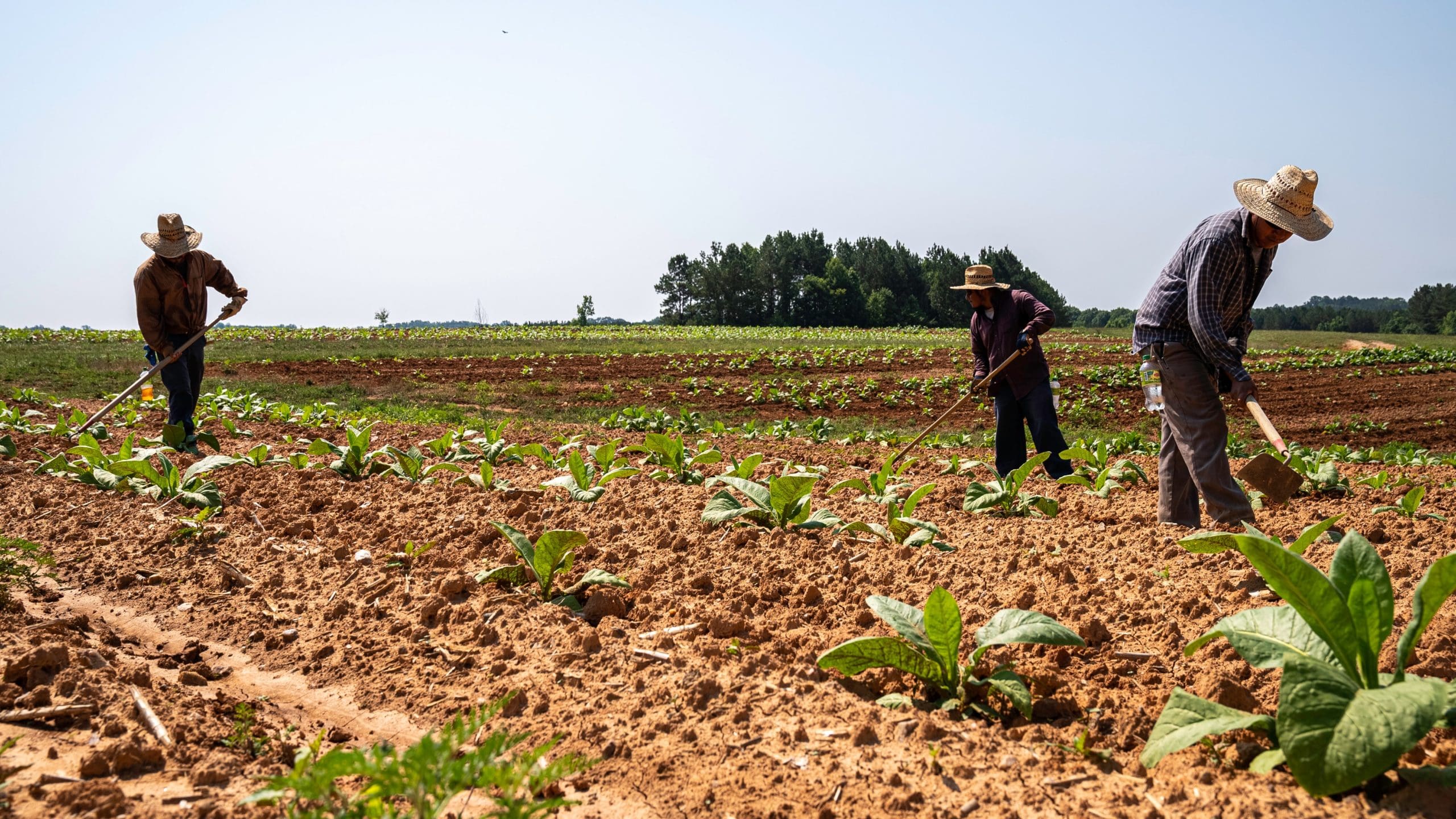 Changes to State Overtime & Minimum Wages for the Agriculture Industry