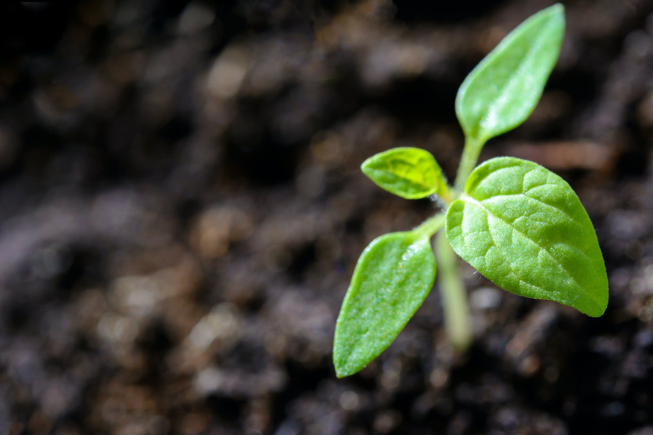 Environmental Law Topics to Watch in 2022