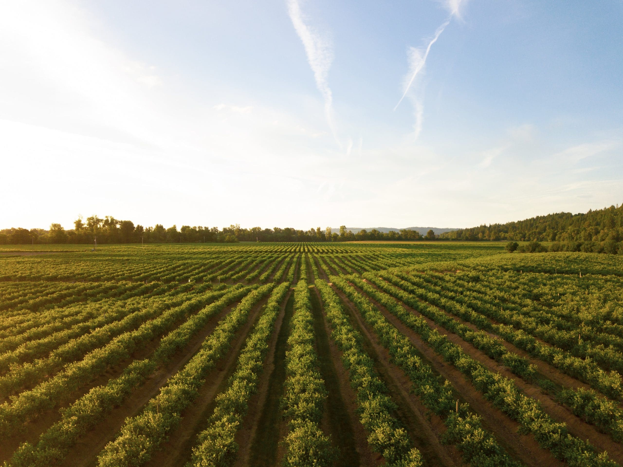 Spotlighting State Restrictions on Foreign Land Investments: Alabama
