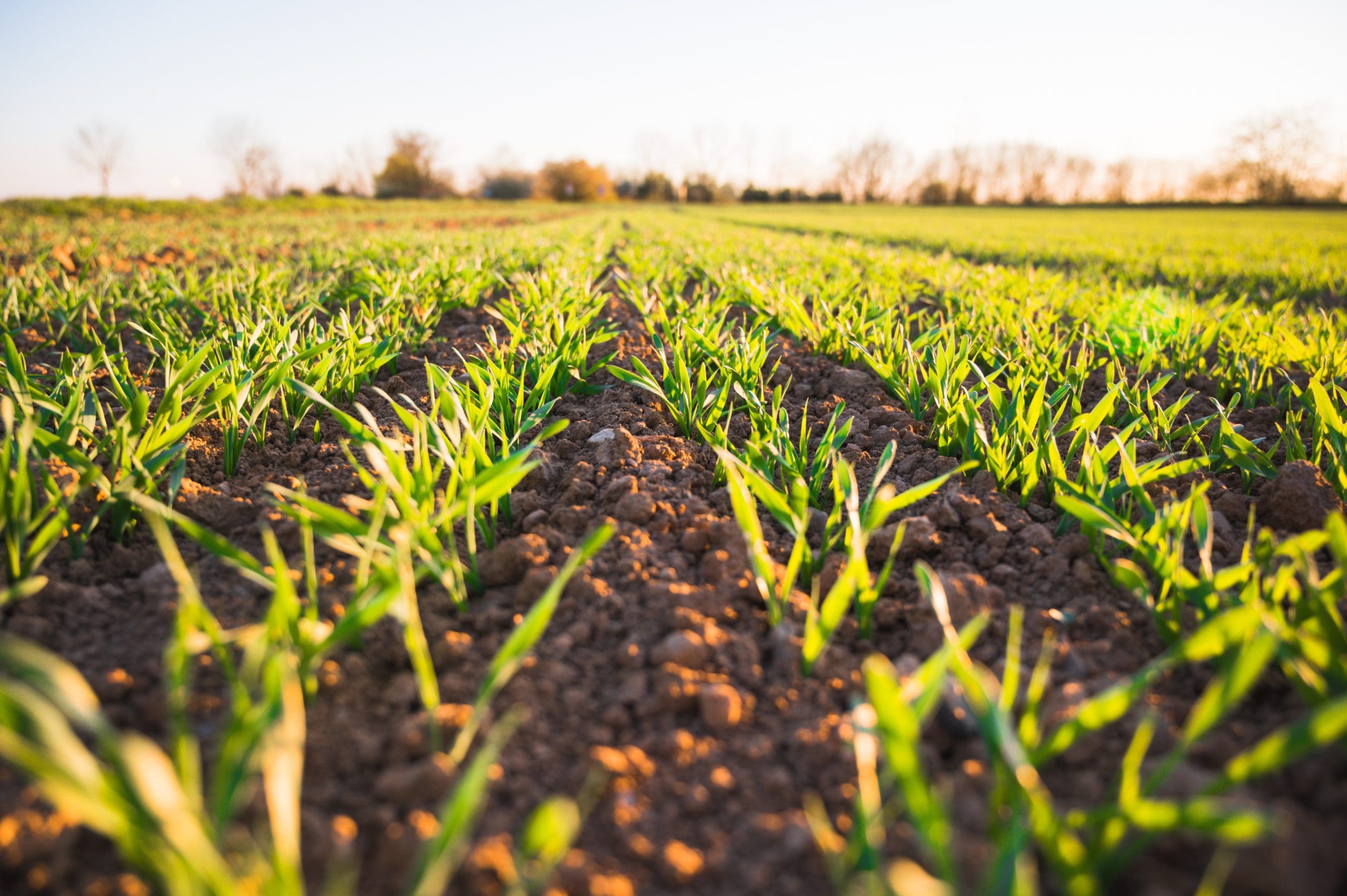 When Wetlands Go Dry: Prior Converted Cropland under Swampbuster and the CWA
