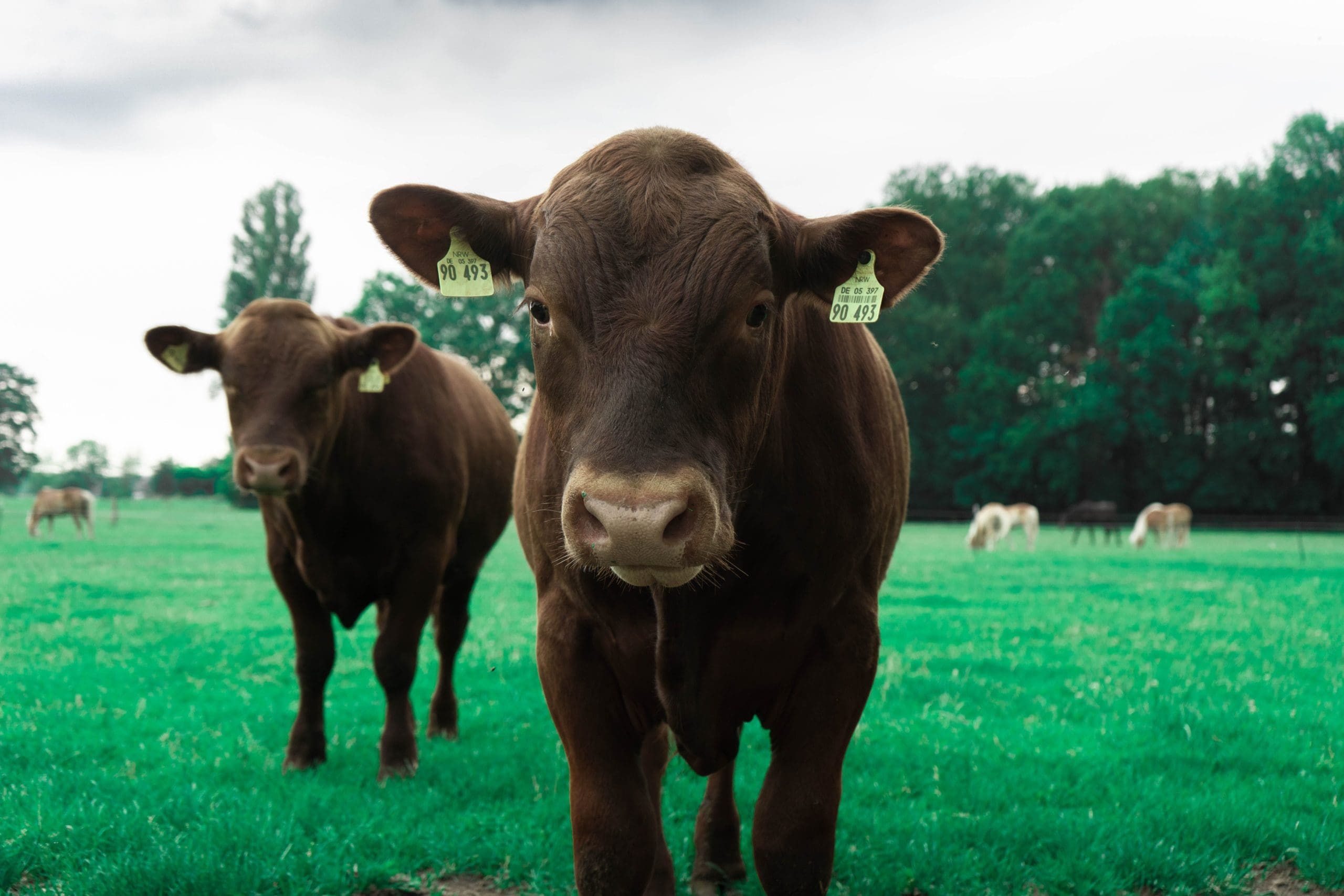 First there was AquAdvantage Salmon, then there was GalSafe Pigs, and now there’s PRLR-SLICK Cattle