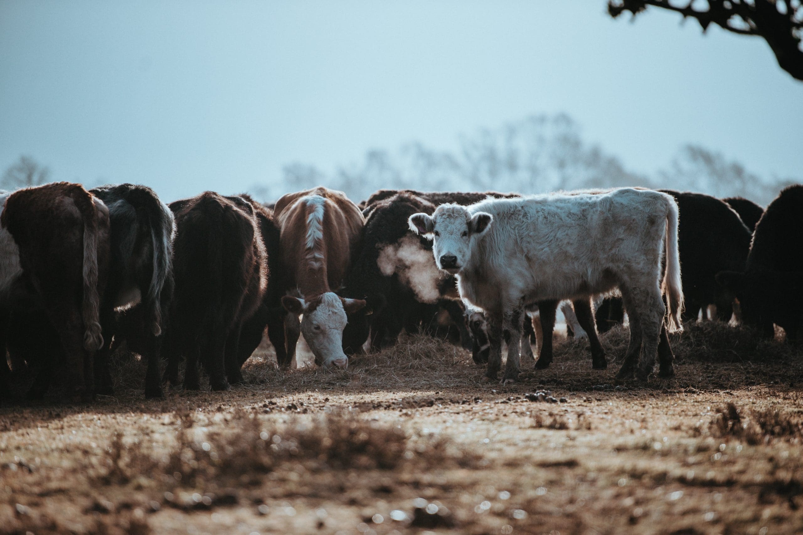 FSA Announces Emergency Aid to Livestock Producers Adversely Impacted by Drought or Wildfire