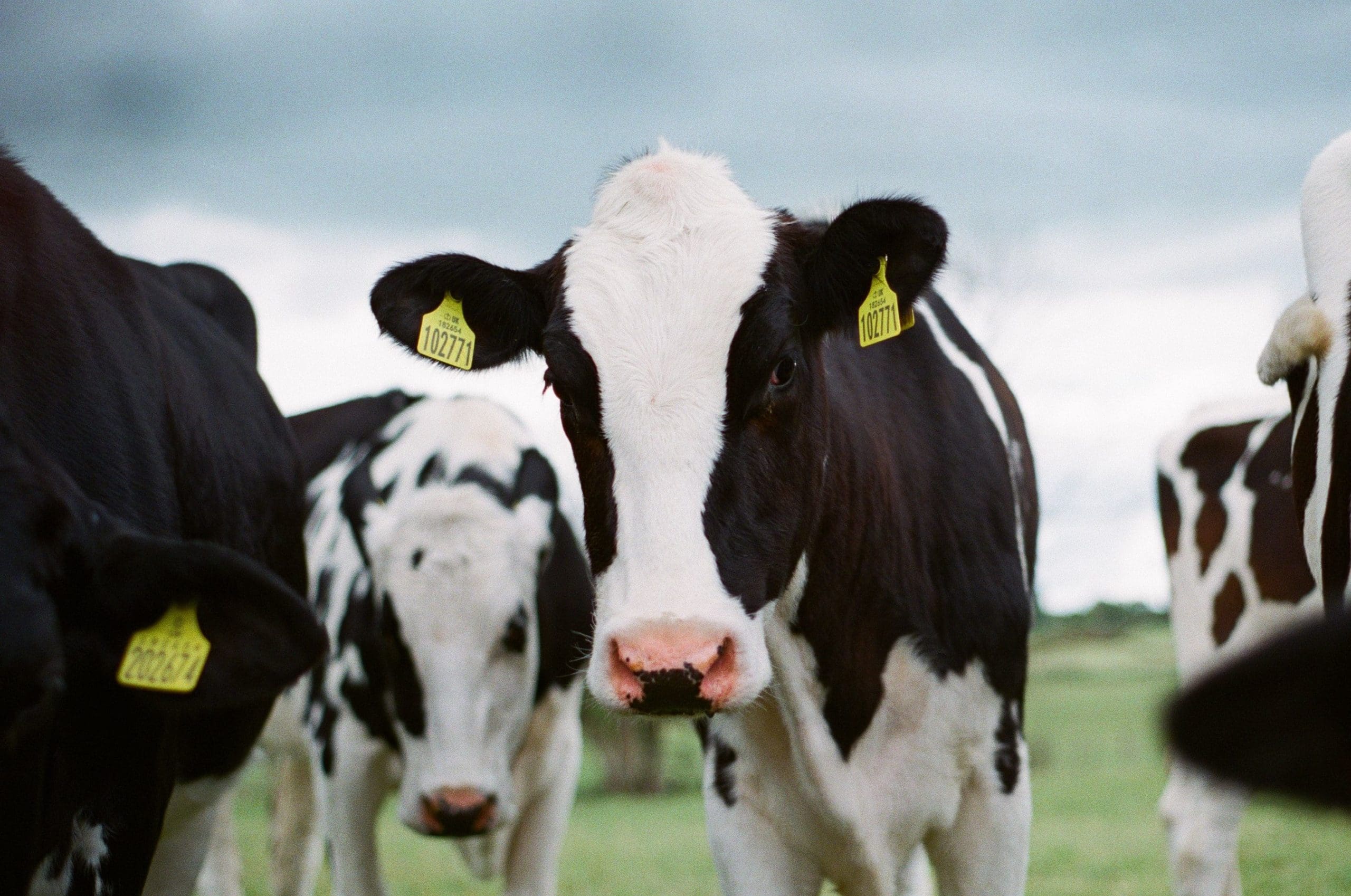 What is an Organic Dairy Cow?