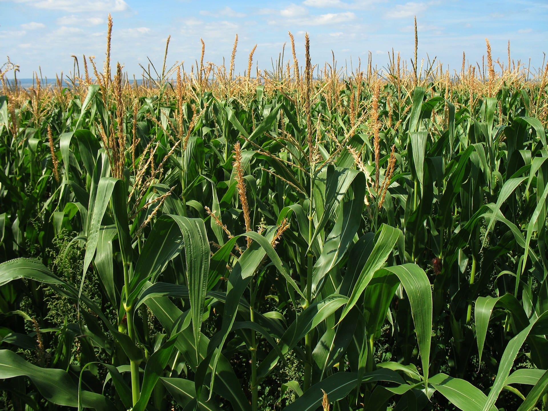 Checking In on Crop Insurance: Enforcement of the FAD Requirement