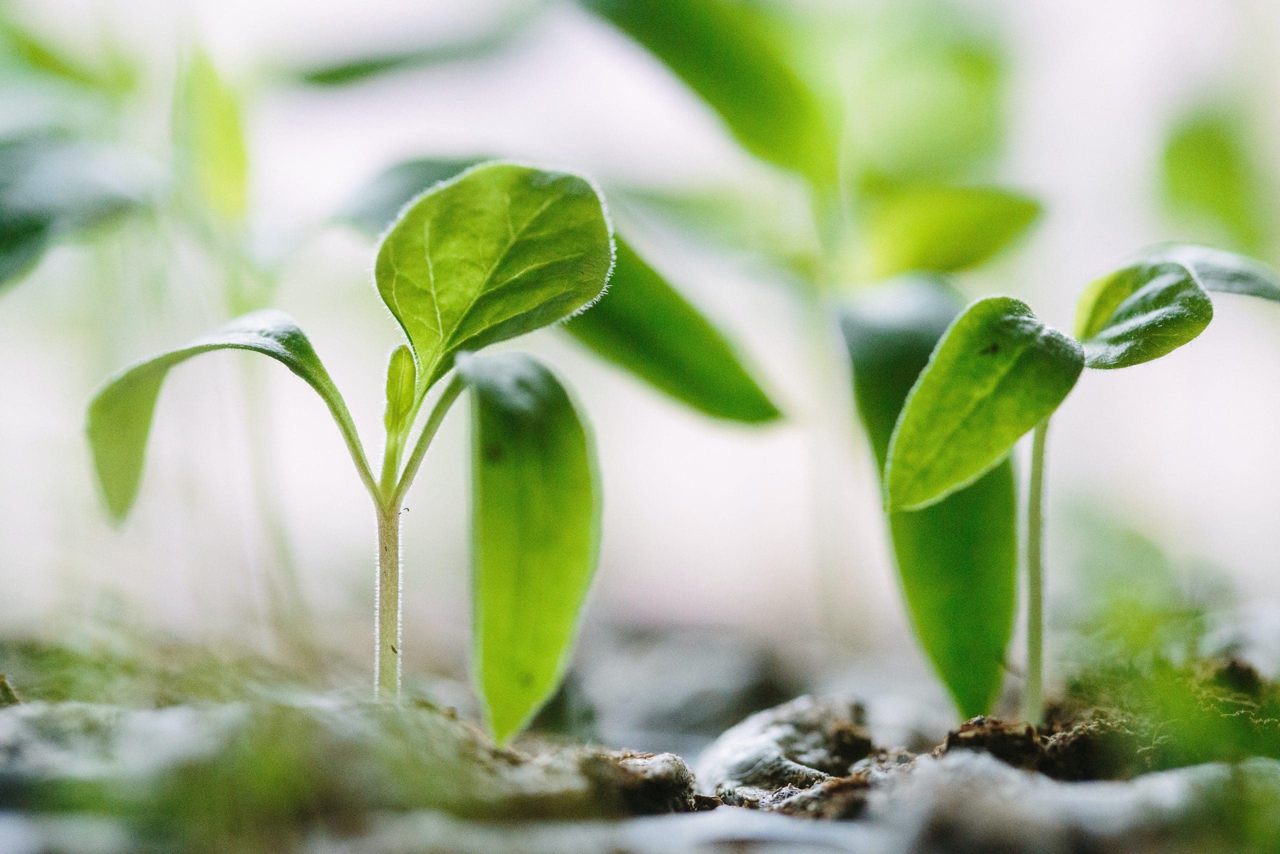 Environmental Law Highlight: Developments From the First Half of 2022