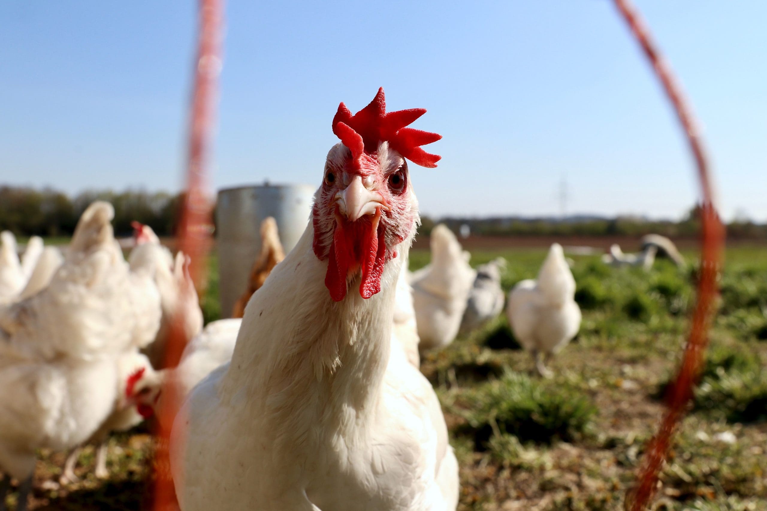 Proposed Updates to the Organic Livestock and Poultry Practices Rule