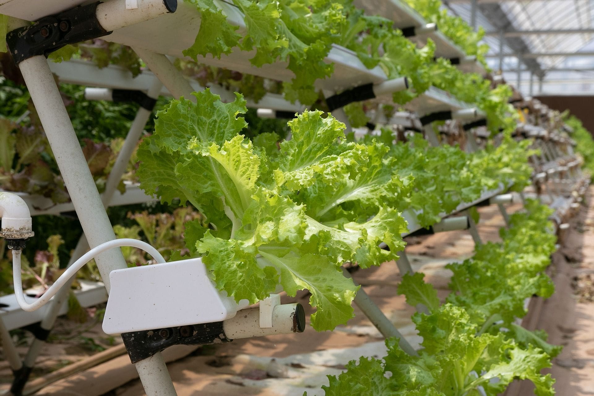 The Fight Over Organic Hydroponics: An Update