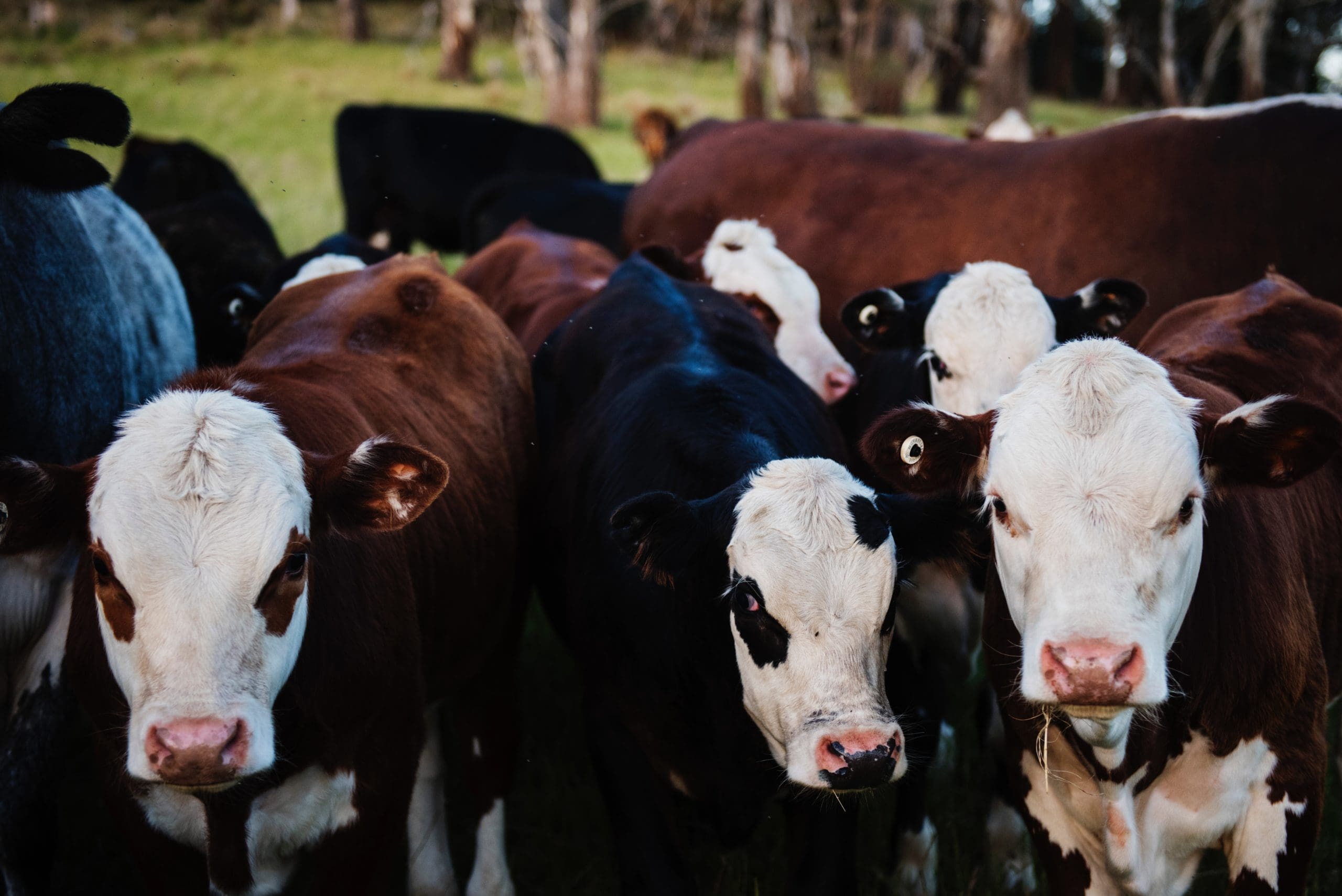 Enviro Groups Ask EPA to Revisit CWA CAFO Rules