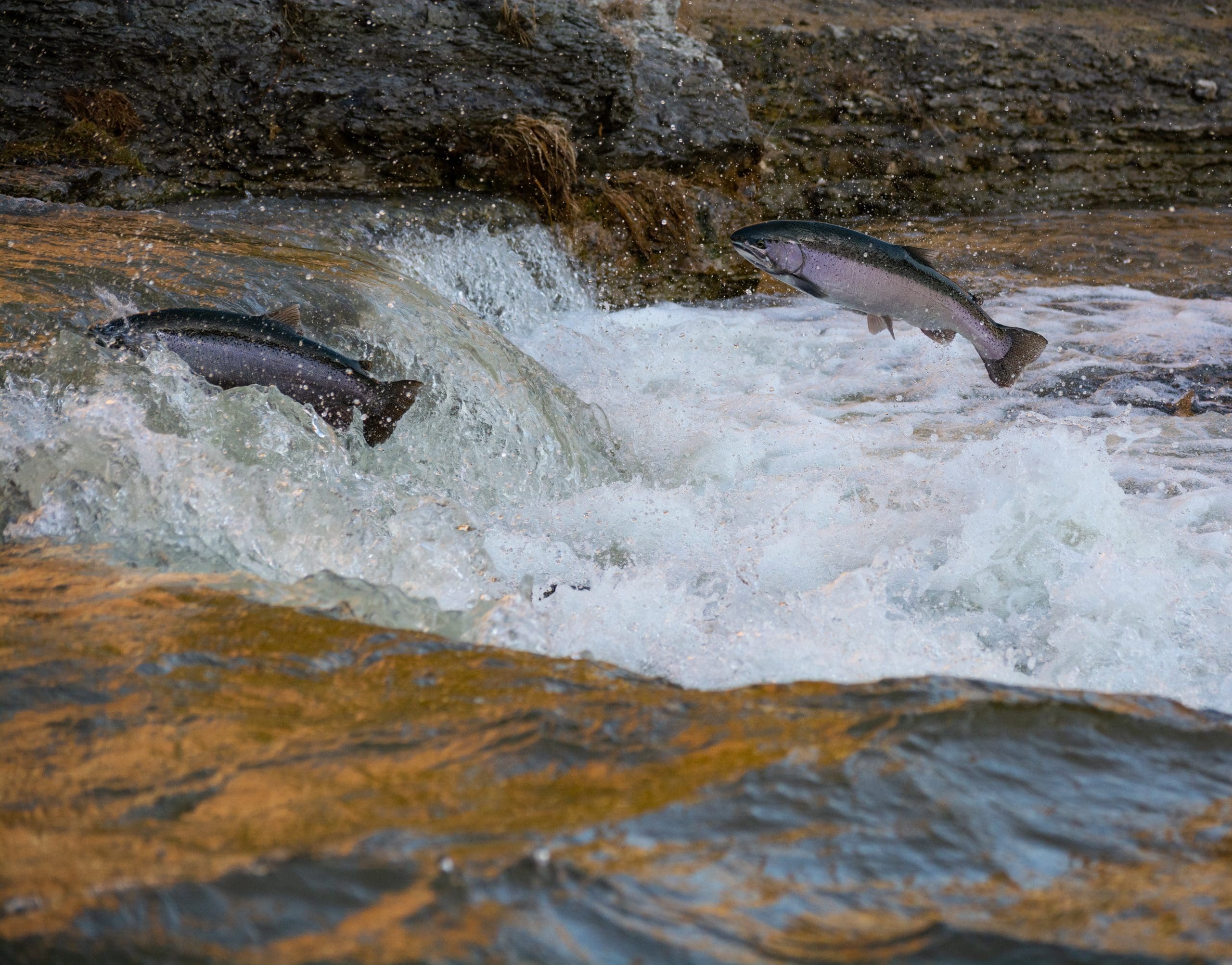 Judge Issues Ruling in Klamath River Dispute